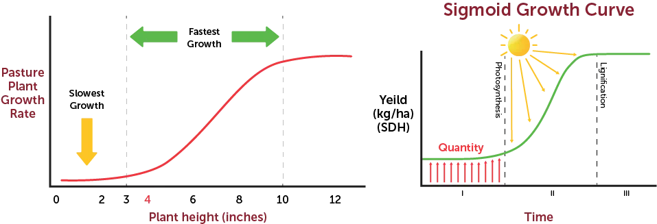 Sigmoid growth curve of grass